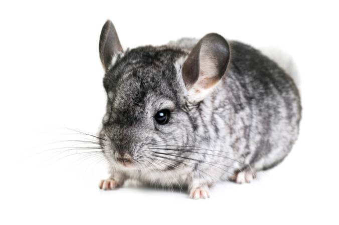 chinhelp chinchilla