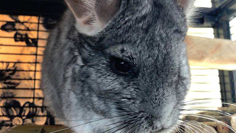 The Blues in Chinchillas: Understanding and Treating Depression