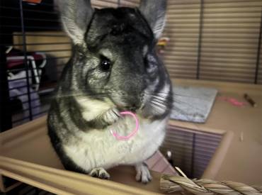 Understanding and Managing Common Female Chinchilla Health Issues