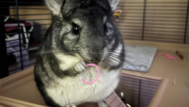 Understanding and Managing Common Female Chinchilla Health Issues