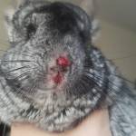 heal injured chinchilla physical