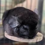 help chinchilla mental health problems