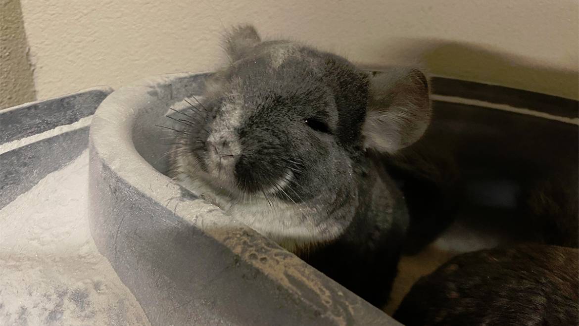 Are Chinchillas Hypoallergenic? Everything You Need to Know