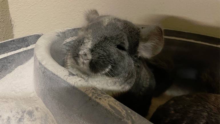 Are Chinchillas Hypoallergenic? Everything You Need to Know