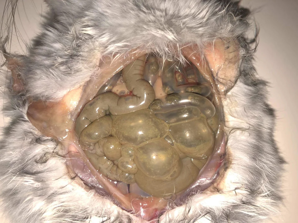 The internal organs of a chinchilla that had bloat.