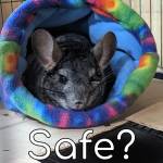 is fleece chinchilla safe