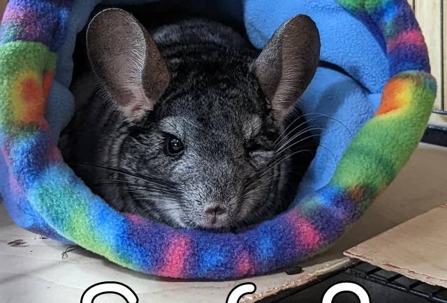 The Pros and Cons of Fleece for Your Chinchilla’s Cage Accessories
