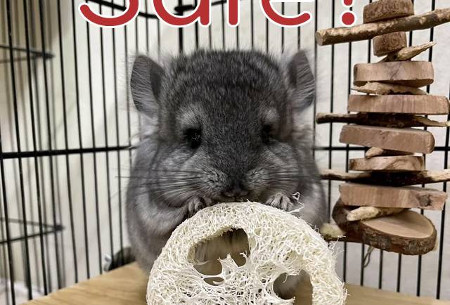 Loofah for Chinchilla Cage Accessories: Safe or Not?