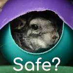 is plastic chinchilla safe