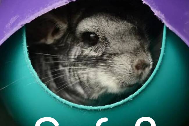 Chinchilla Cage Accessories: The Truth About Using Plastic
