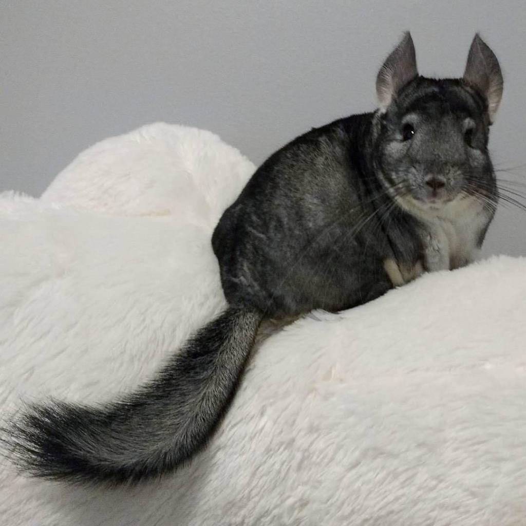 long tailed chinchilla