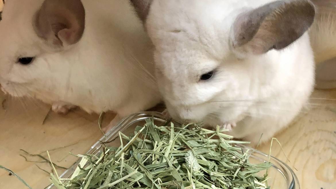 When Your Chinchilla Stops Eating: A Guide to Loss of Appetite and How to Help