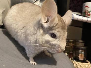 Understanding and Managing Common Male Chinchilla Health Issues