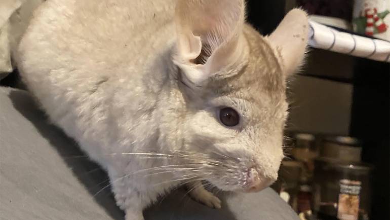 Understanding and Managing Common Male Chinchilla Health Issues