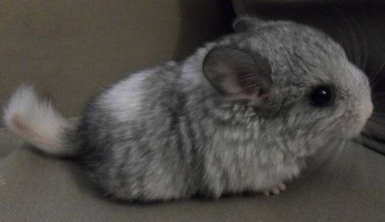 Short-Tailed vs Long-Tailed Chinchillas: Which One Should You Choose?