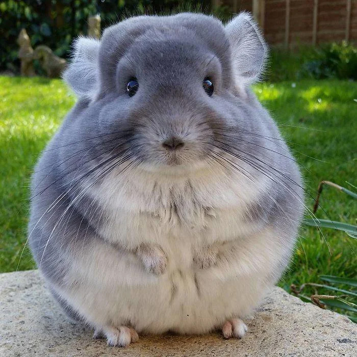 short tailed chinchilla