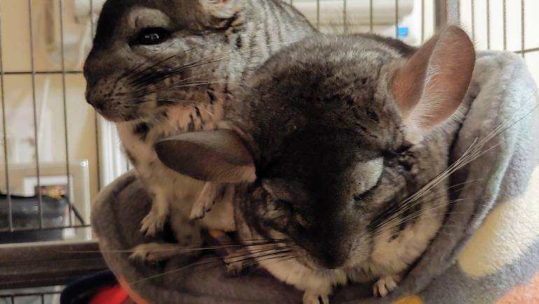 The Complete Guide to Stress in Chinchillas: Recognizing, Preventing, and Treating It