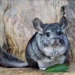 wild chinchillas