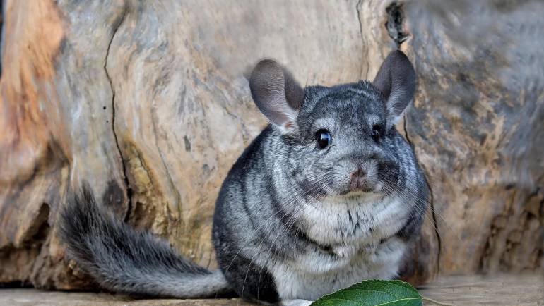 The Fascinating Origins and Survival of Wild Chinchillas