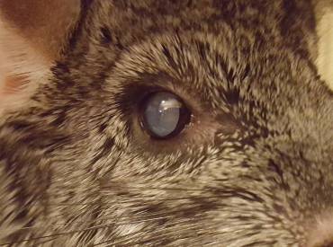 Keeping An Eye Out: Understanding Eye Problems in Chinchillas